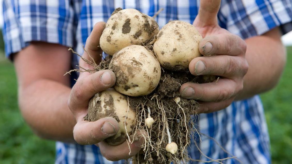 Предпосадочная обработка клубней картофеля