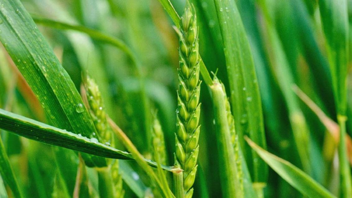 Фунгицидная защита зерновых во второй половине вегетационного периода