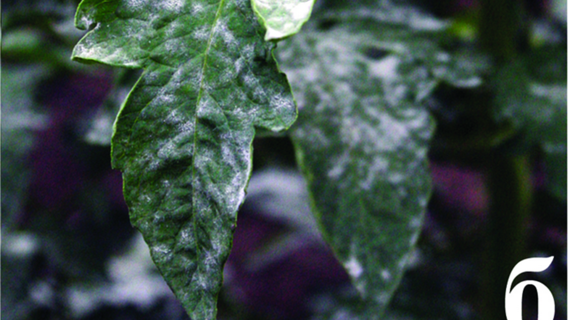  Oidium  erysiphoides на листьях