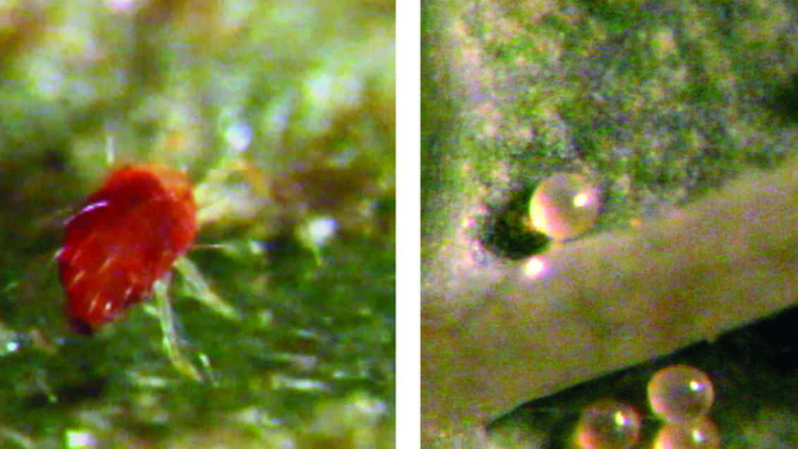 Красный паутинный клещ сразу после линьки; яйца розового цвета паутинного клеща  
