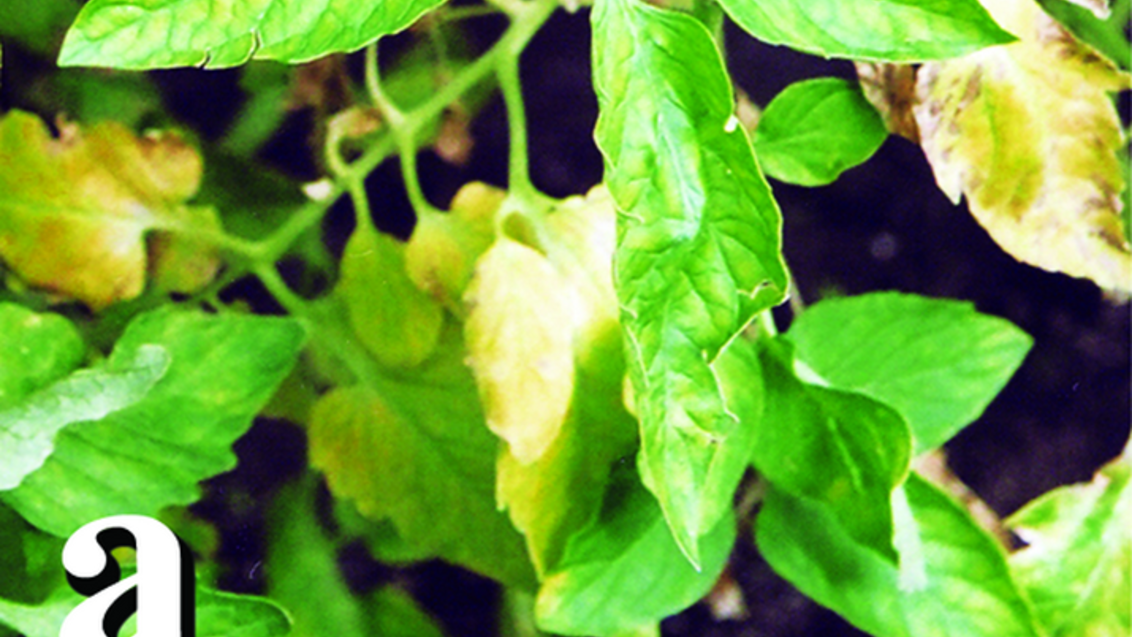 Односторонний хлороз листочков