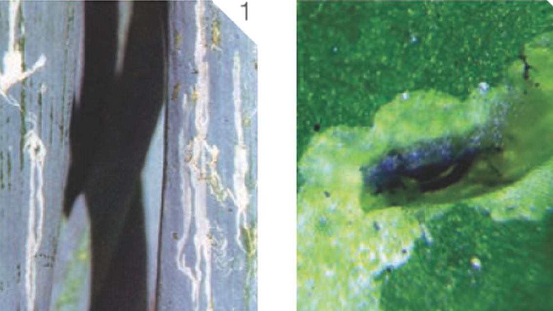 1 – повреждения пера,  вызванные Liriomyza cepae, 2 – личинка питается внутри  «мины»