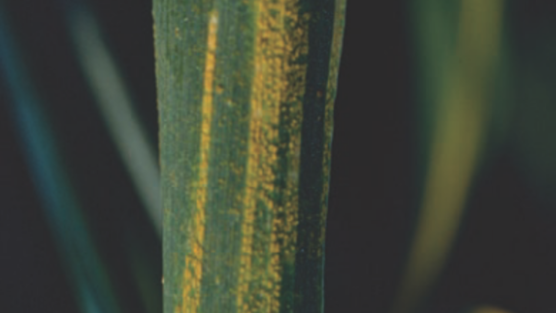 Жёлтая ржавчина пшеницы на листе