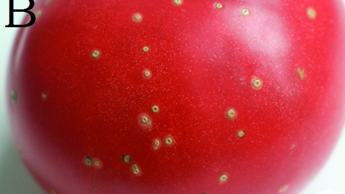 язвочки на поверхности плода