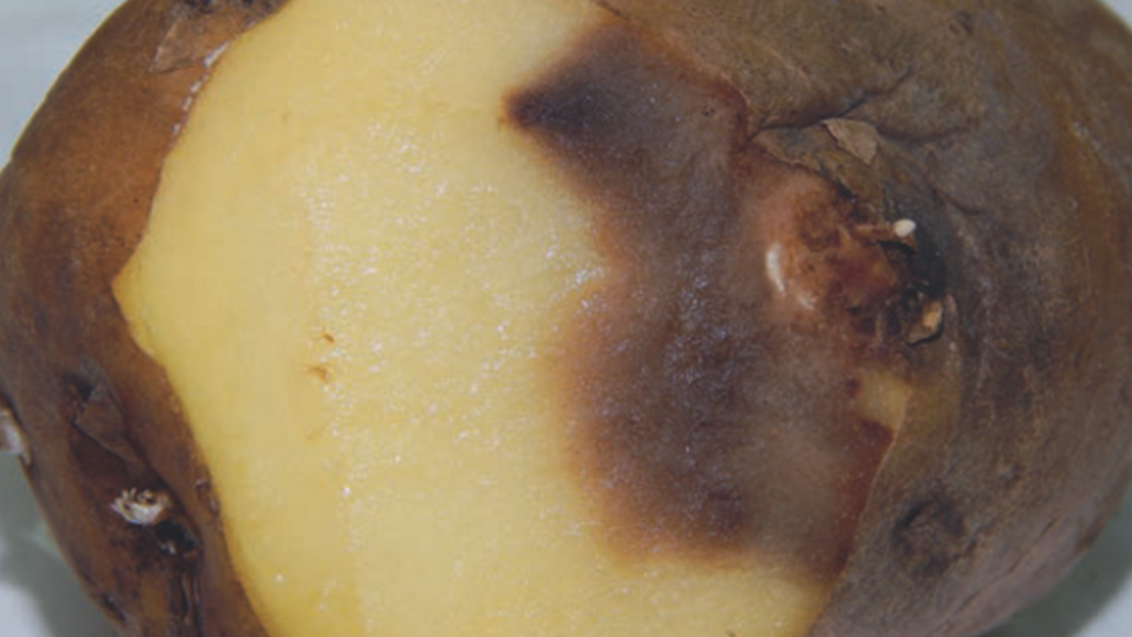 Фото Резиновой гнили на картофеле