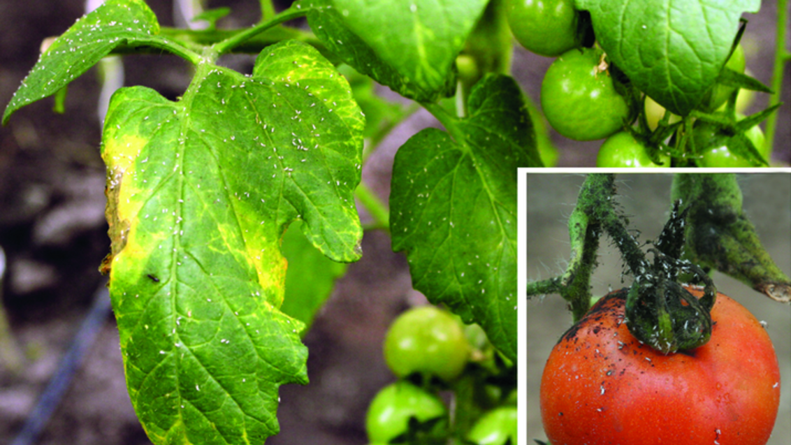 Симптомы повреждения листьев томата и плода обыкновенной картофельной тлей