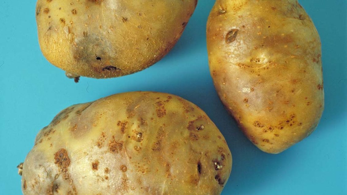 Фитофтороз картофеля на корнеплоде