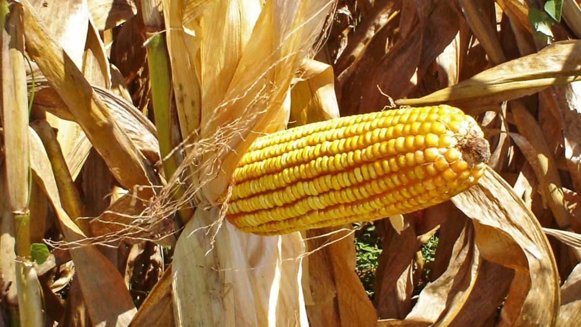 Классификация кукурузы 
