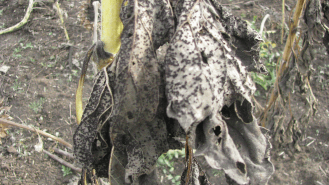 Ржавчина на листьях подсолнечника с зимующей стадией гриба (телейтопоры)