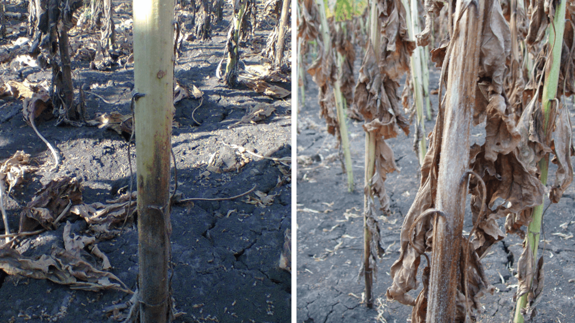 Слева - начальная стадия поражения прикорневой части стебля подсолнечника пепельной гнилью; справа - растение подсолнечника, пораженное пепельной гнилью