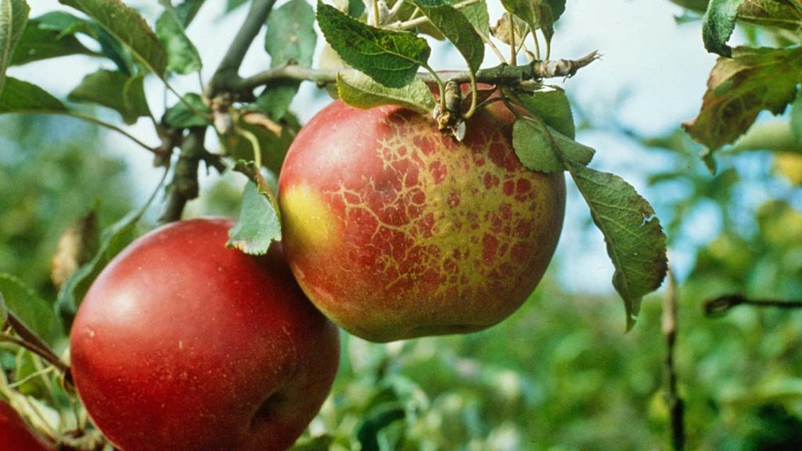 Мучнистая роса на плодах яблони