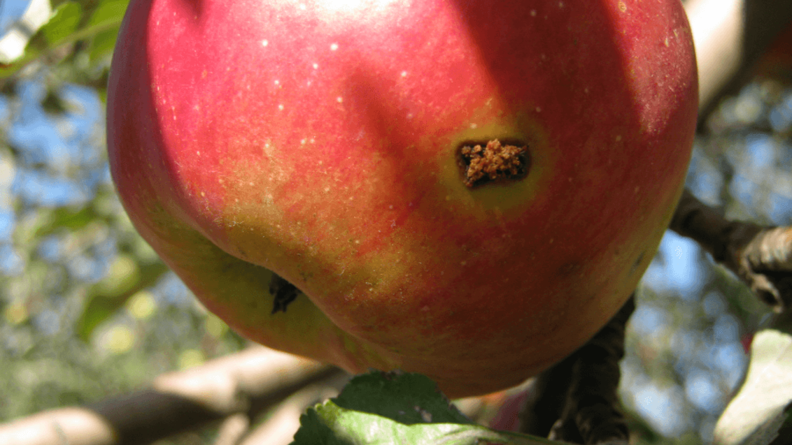 Поврежденный плод яблонной плодожоркой