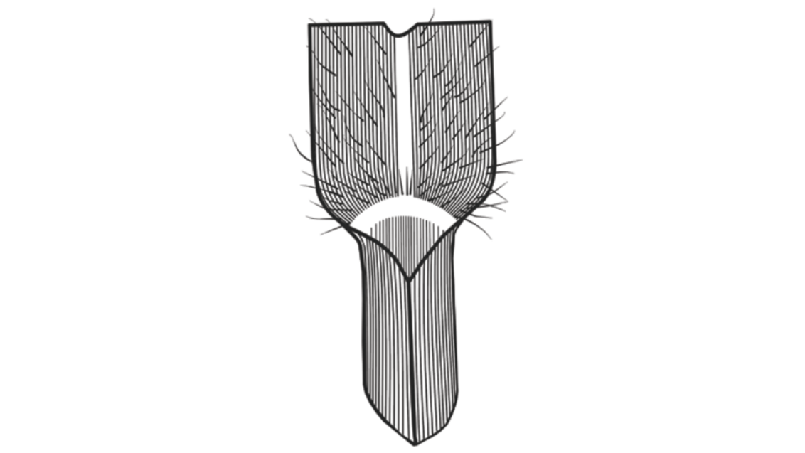 Setaria glauca (L.) Beauv.