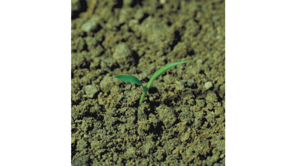 Setaria viridis (L.) Bеauv.