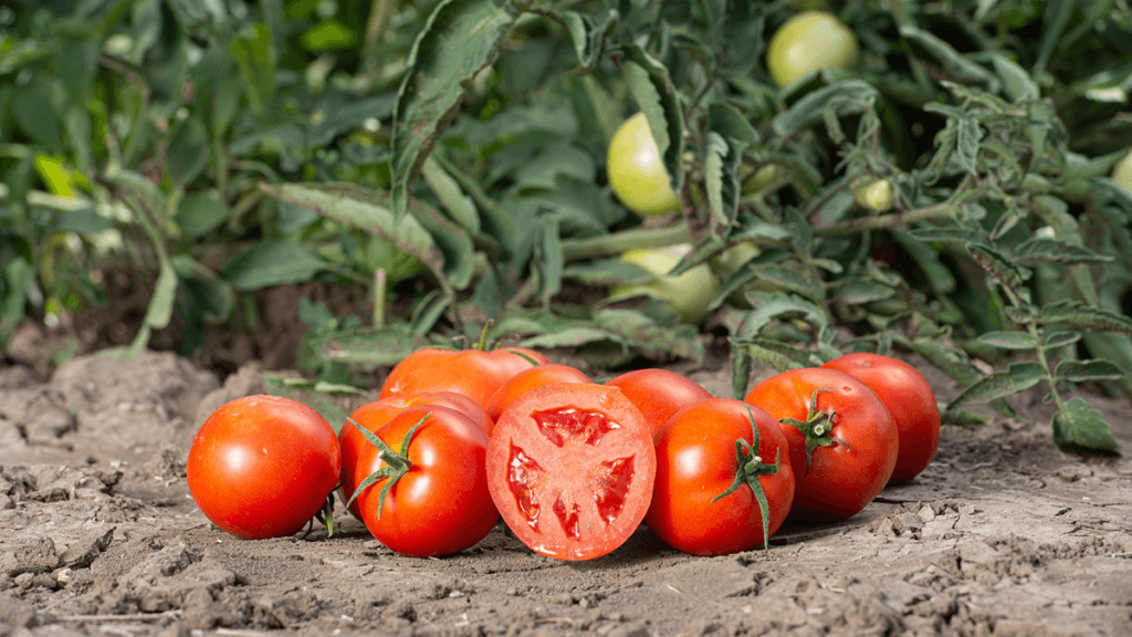 Защита томата от вредителей и болезней