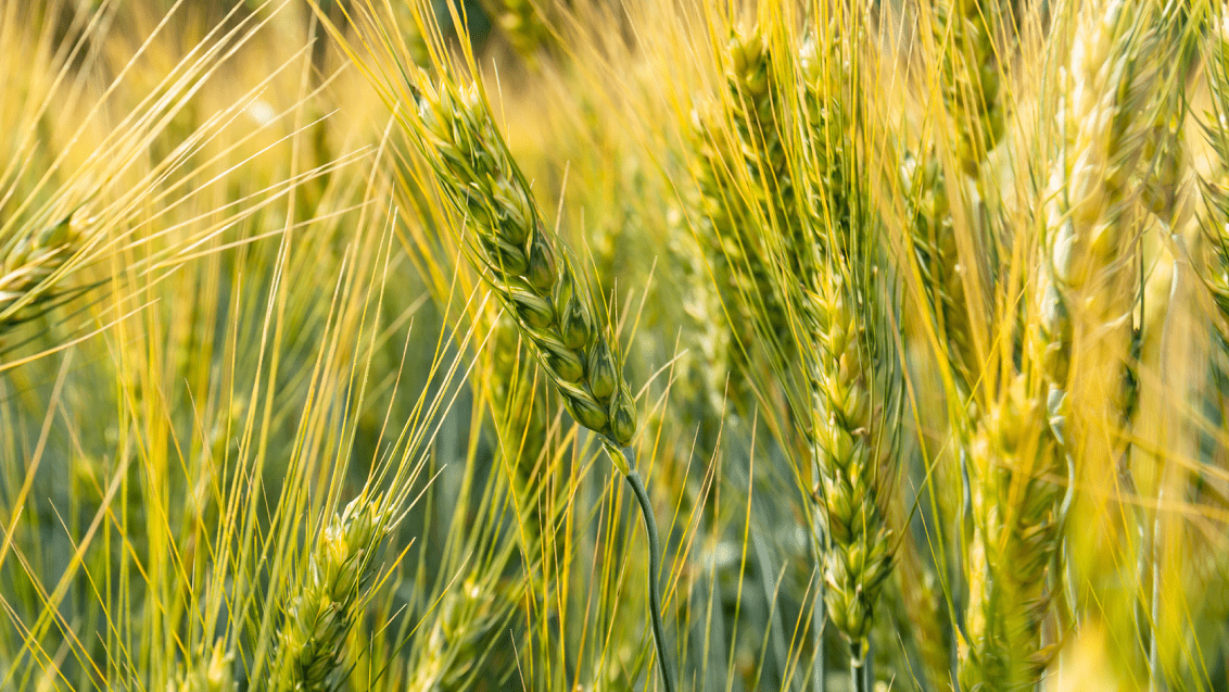 Озимая пшеница. Агроцентр Липецк 2023 | «Сингента» в России