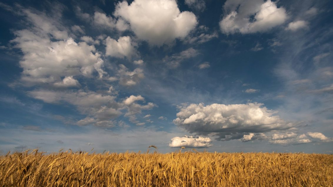 Возделывание озимой пшеницы весной: с чем сталкиваются агрономы? | «Сингента» в России