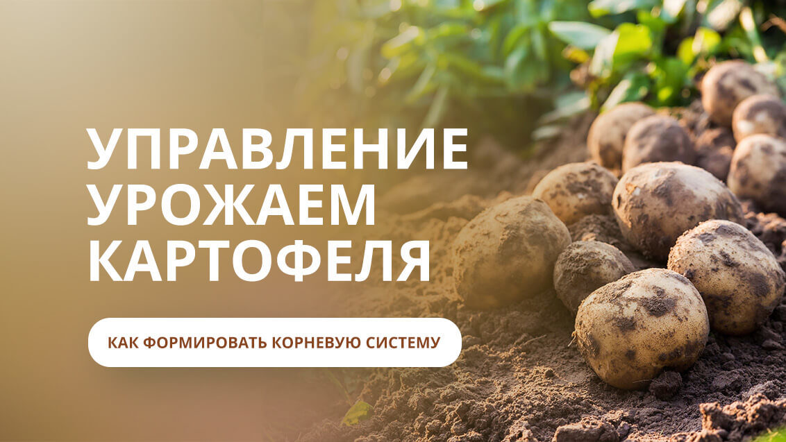 Управление урожаем картофеля: как формировать корневую систему