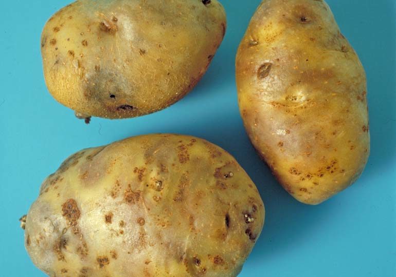фитофтороз на клубнях картофеле