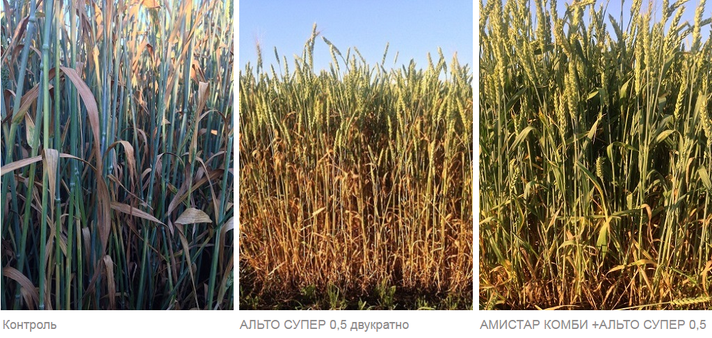 контроль урожайности озимой пшеницы