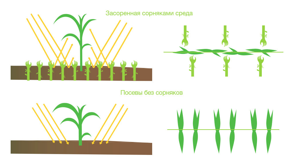 схема изменения урожайности кукурузы в зависимости от наличия сорняков