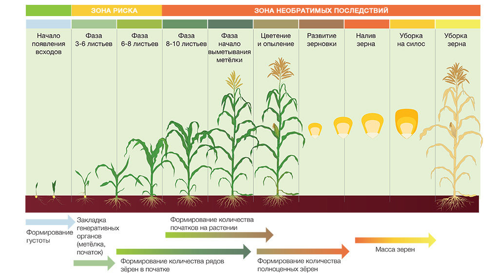схема этапов контроля роста кукурузы