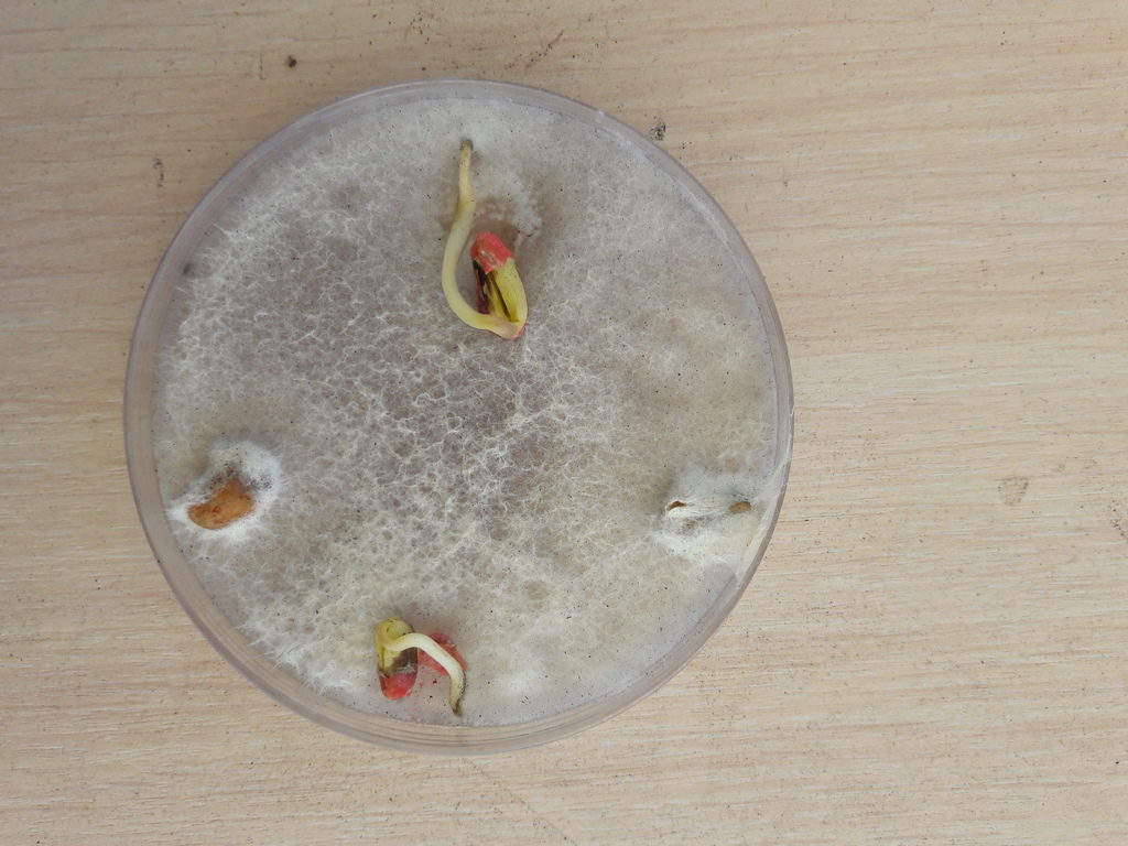 Прорастание семян сои на искусственном фузариозном фоне. Вверху – вариант с МАКСИМ, внизу — МАКСИМ XL, слева – контроль (без обработки), справа — триазольный продукт