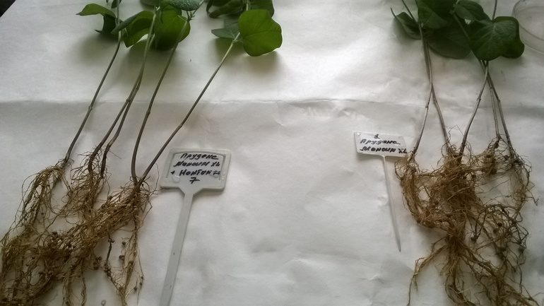 Отсутствие влияния на формирование клубеньков при обработке семян сои МАКСИМ XL. (Слева — МАКСИМ XL + инокулянт, справа — МАКСИМ XL)