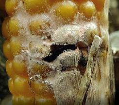 кукуруза пораженная гусеницей и фузариозом