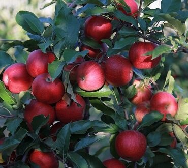 Сохраните урожай яблок до следующего сезона