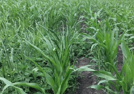 ЛЮМАКС® — гербицид для защиты кукурузы от сорняков в ранний период развития культуры