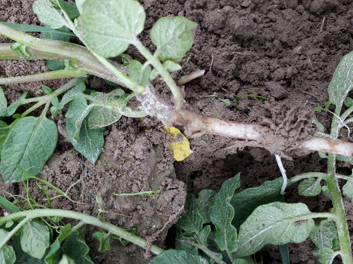 гусеница подгрызающей совки на листе картофеля