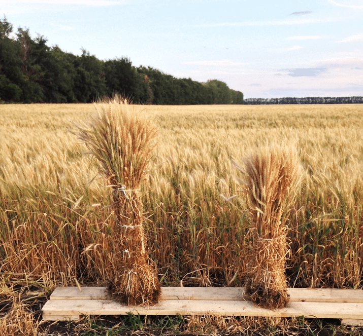 Озимая пшеница: слева контроль без обработки — 500 стеблей/м2, справа — МОДДУС® 0,3 л/га в конце кущения, 640 стеблей/м2. Башкирия, 2015 г.