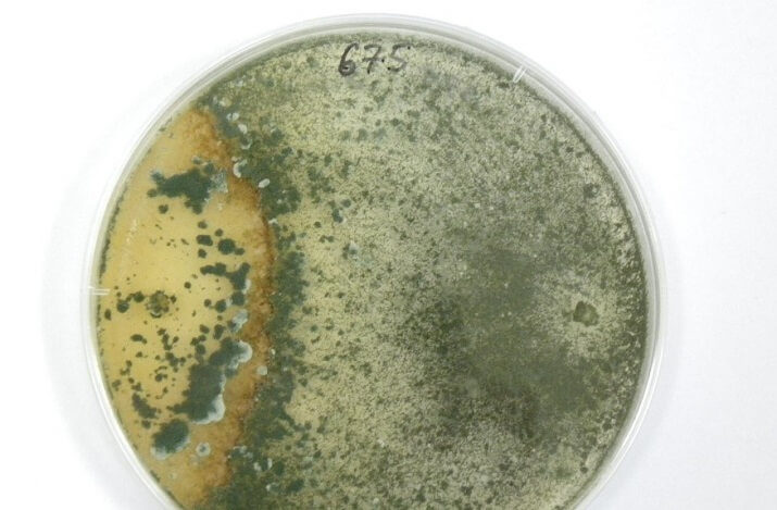 Антагонистические взаимоотношения между Trichoderma (справа чашки Петри, мицелий зеленый) и Rhizoctonia solani
