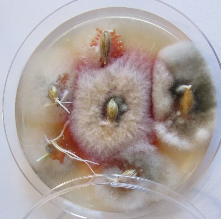 Культурный рост грибов Fusarium, Alternaria, а также бактерий на зерне ячменя.