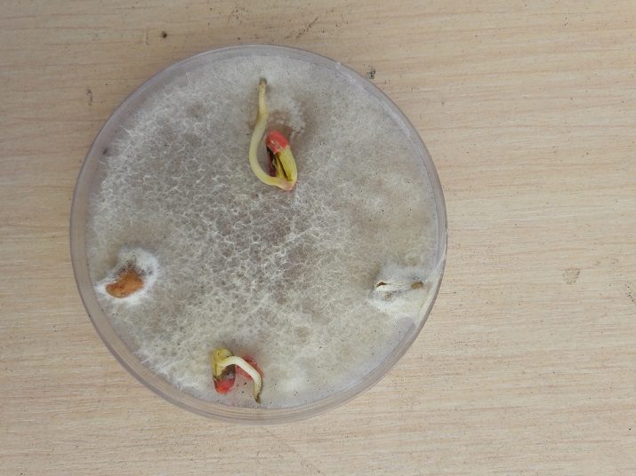 Прорастание семян сои на искусственном фузариозном фоне. Вверху — вариант с МАКСИМ®, внизу — с МАКСИМ® ГОЛД, слева — контроль (без обработки), справа — триазольный продукт