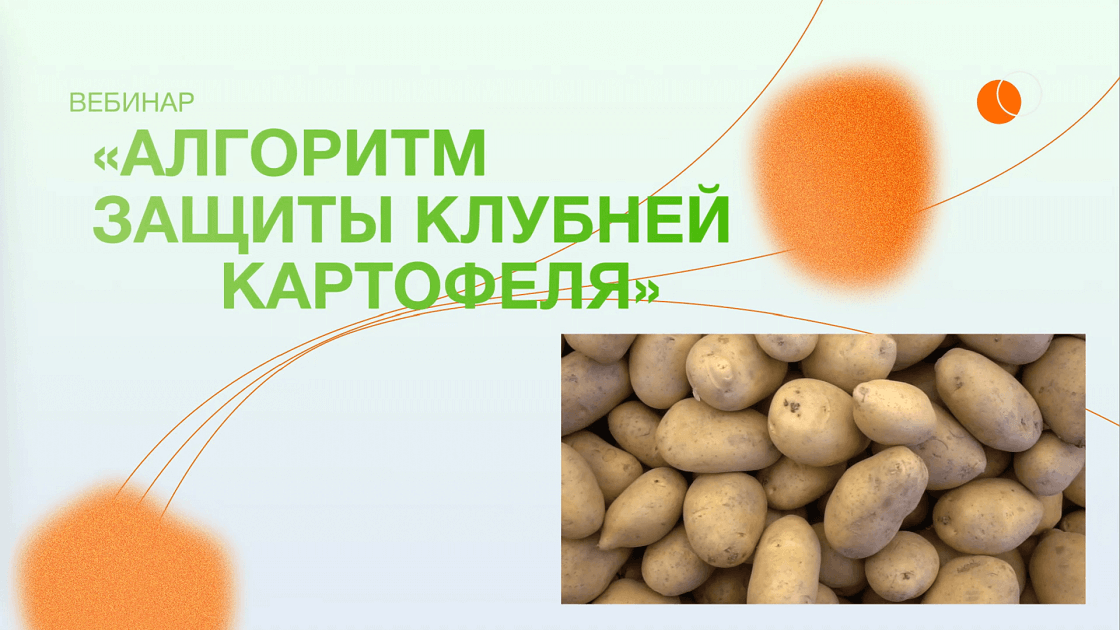 Алгоритм защиты клубней картофеля
