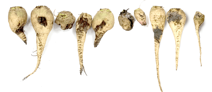 Корнеплоды из Липецкой и Тамбовской областей (слева -обнаружена Rhizoctonia spp, справа – не обнаружена Rhizoctonia spp.)