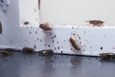 Средства защиты и методы борьбы с тараканами