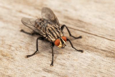 Мухи — очень нечистоплотные и вредоносные насекомые