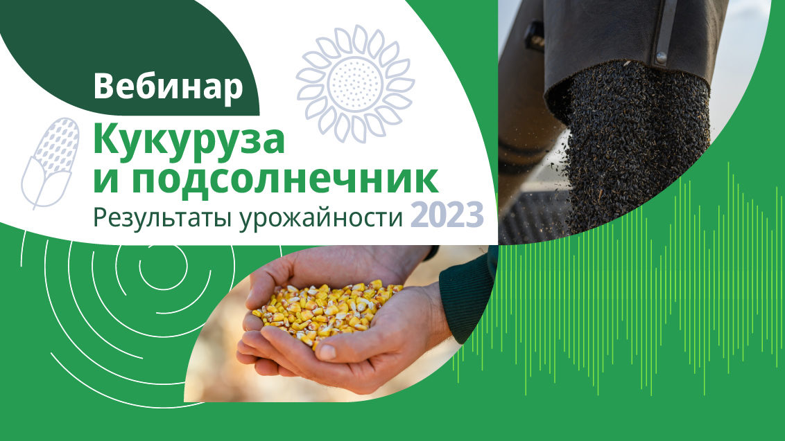 Кукуруза и подсолнечник. Результаты урожайности — 2023