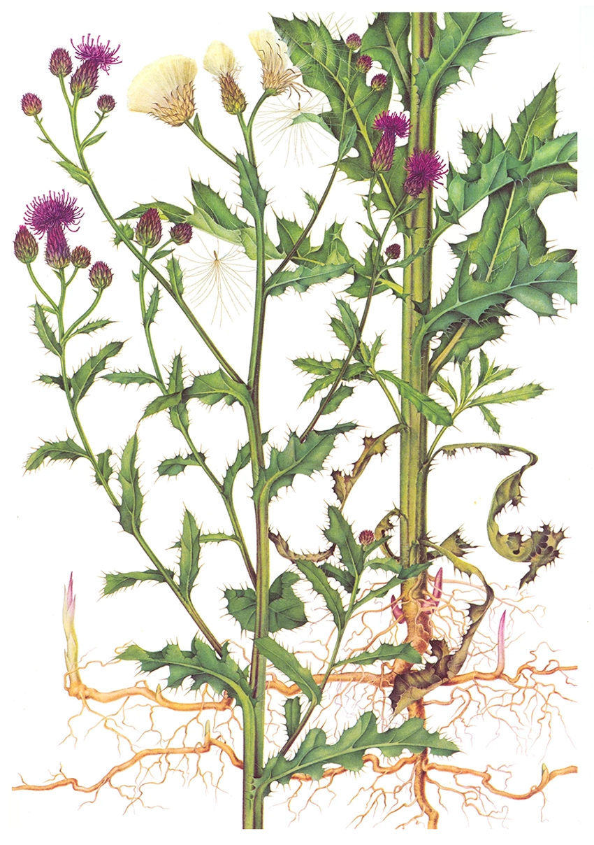 Бодяк полевой Cirsium arvense