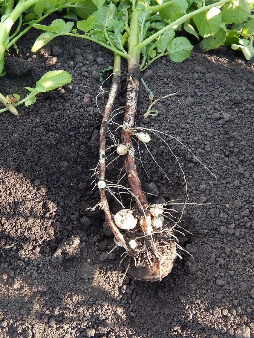 При поражении ризоктонией корней картофеля корневая система практически отсутствует
