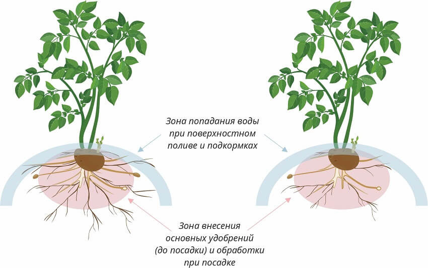 Схема развития корневой системы картофеля