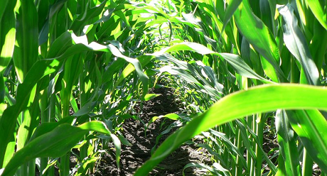 Средства защиты кукурузы