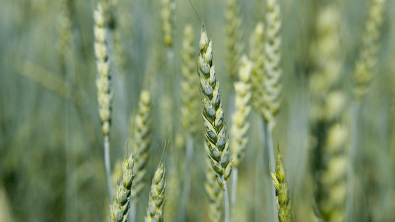 Перезимовка озимых зерновых культур