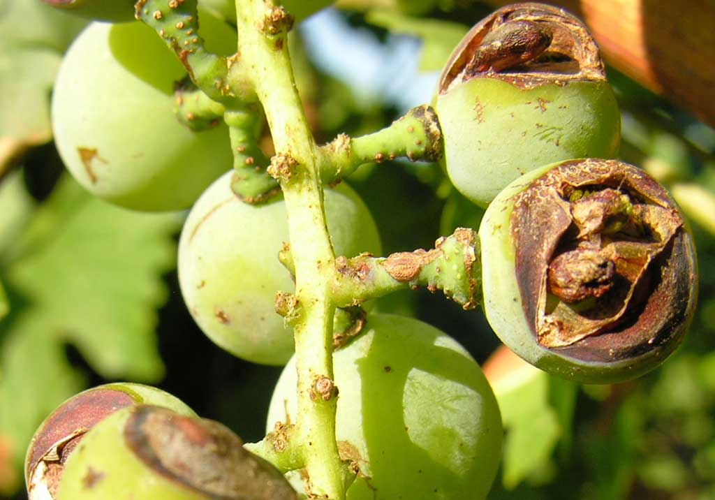 Пятнистый антракноз виноградной лозы (птичий глаз)