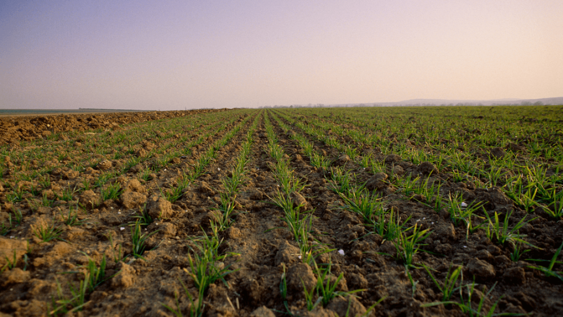 Оптимальный выбор для позднего сева
