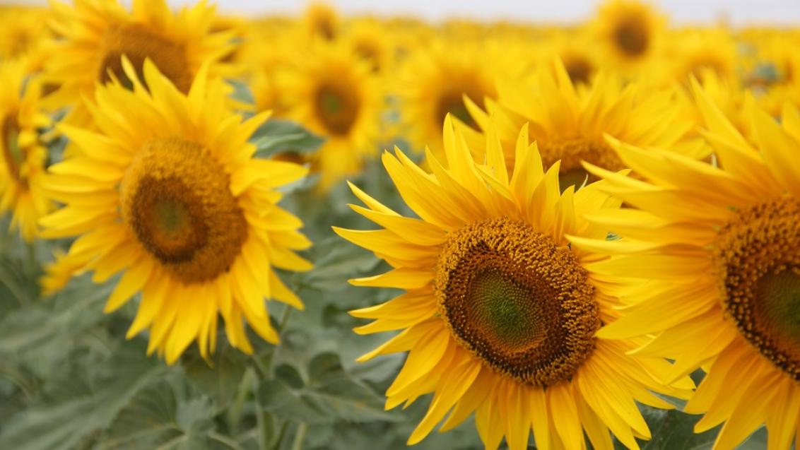 Обновленный ассортимент гибридов подсолнечника