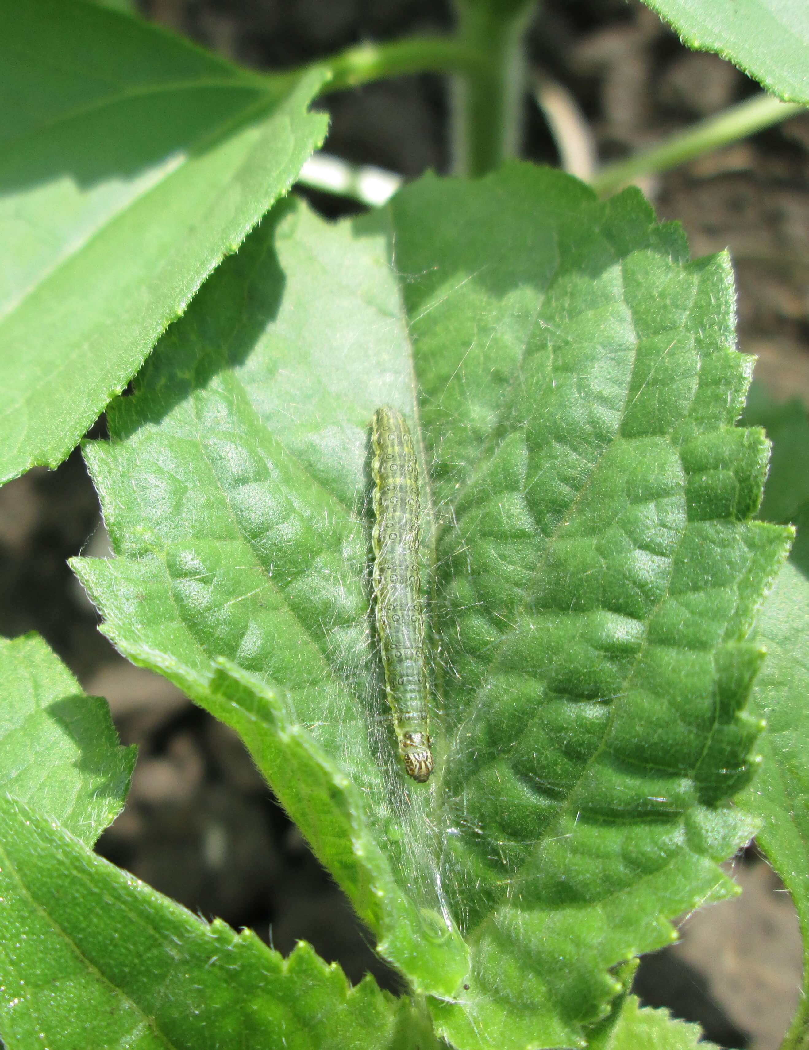 Луговой мотылек